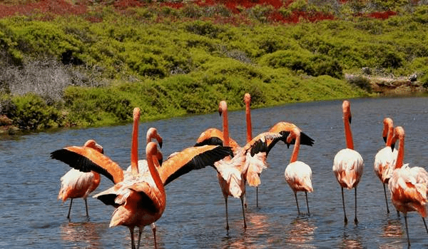 Galápagos flamingos